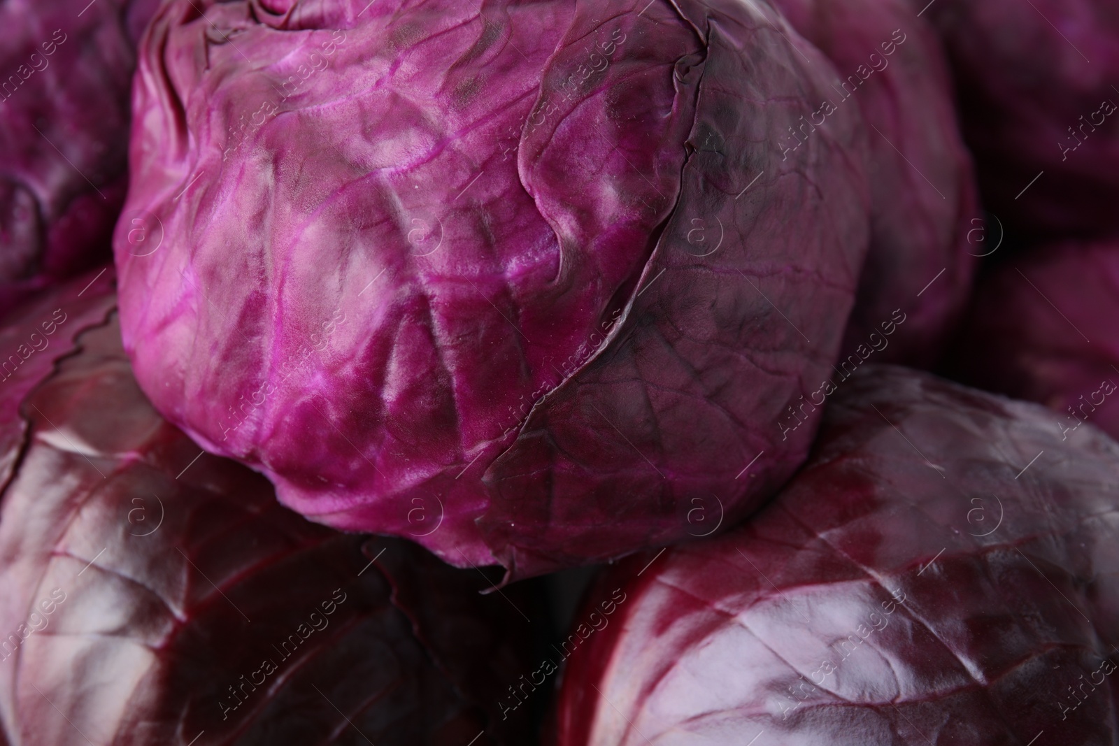 Photo of Many whole red cabbages as background, closeup