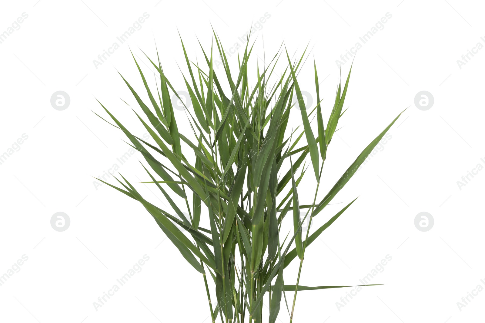 Photo of Beautiful reeds with lush green leaves on white background