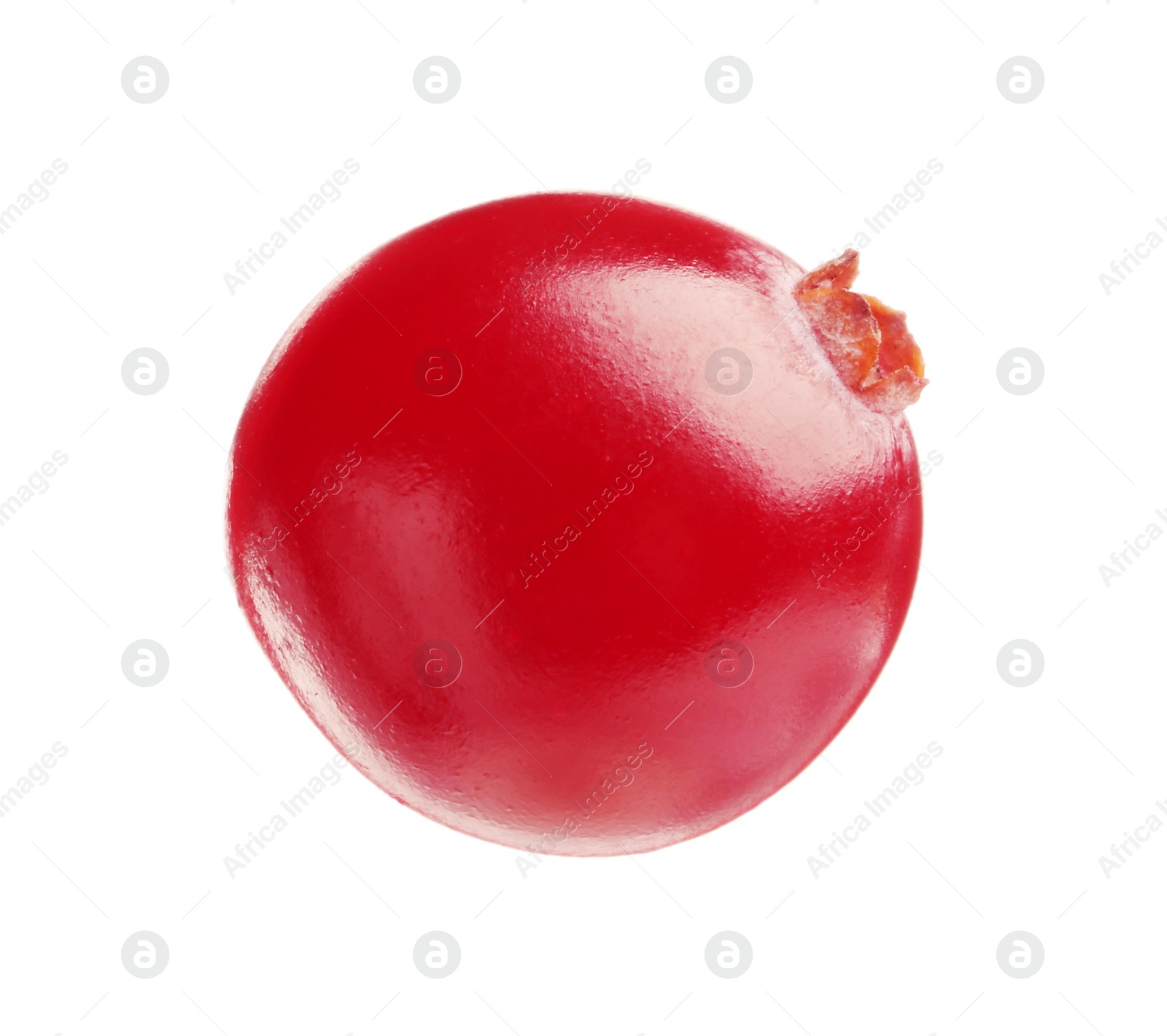 Photo of One fresh ripe cranberry isolated on white