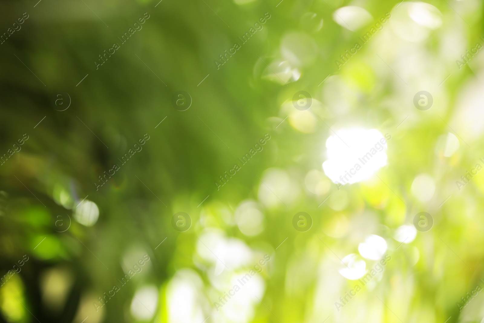 Photo of Abstract nature green background with sun rays, bokeh effect