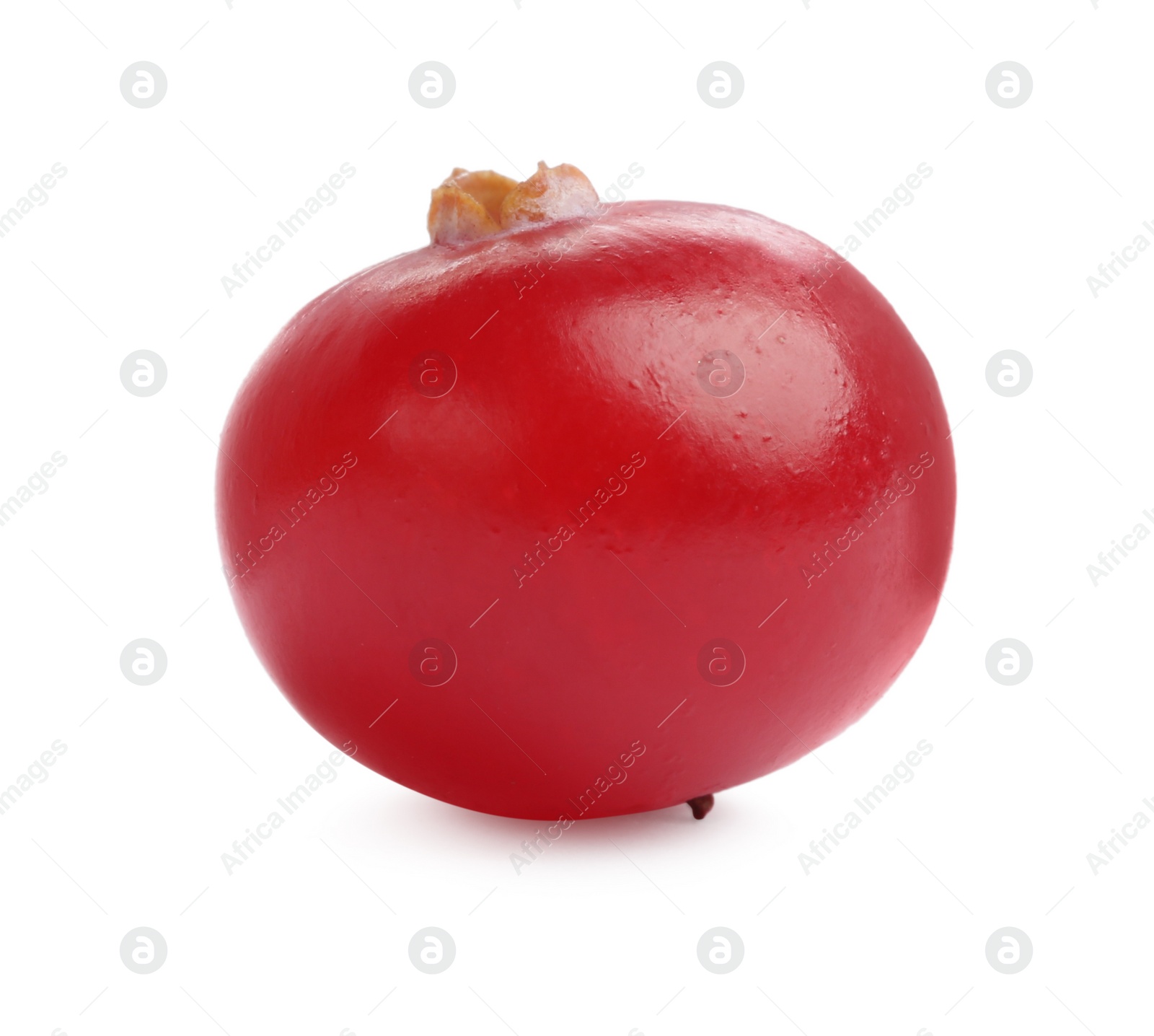 Photo of One fresh ripe cranberry isolated on white