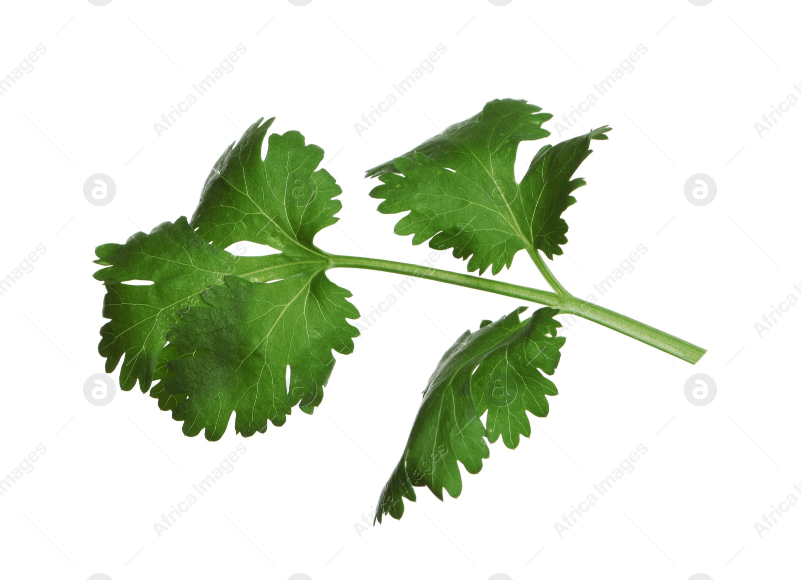 Photo of Fresh green coriander leaves isolated on white