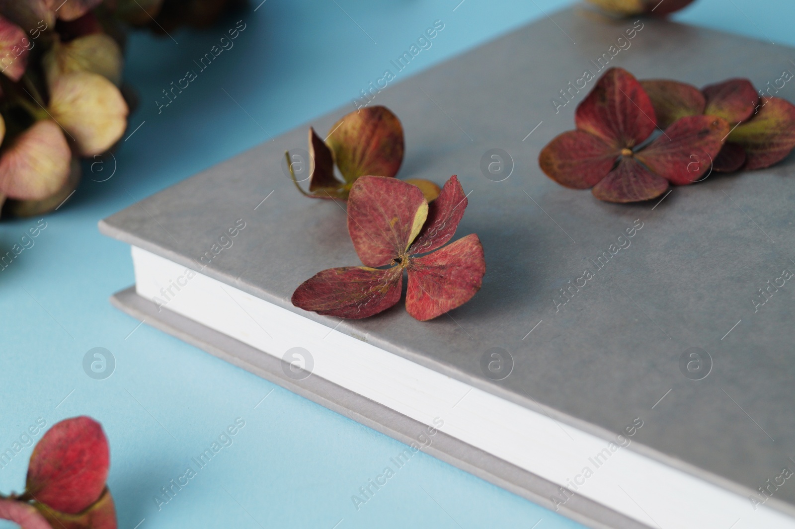 Photo of Dried hortensia flowers and book on light blue background, closeup