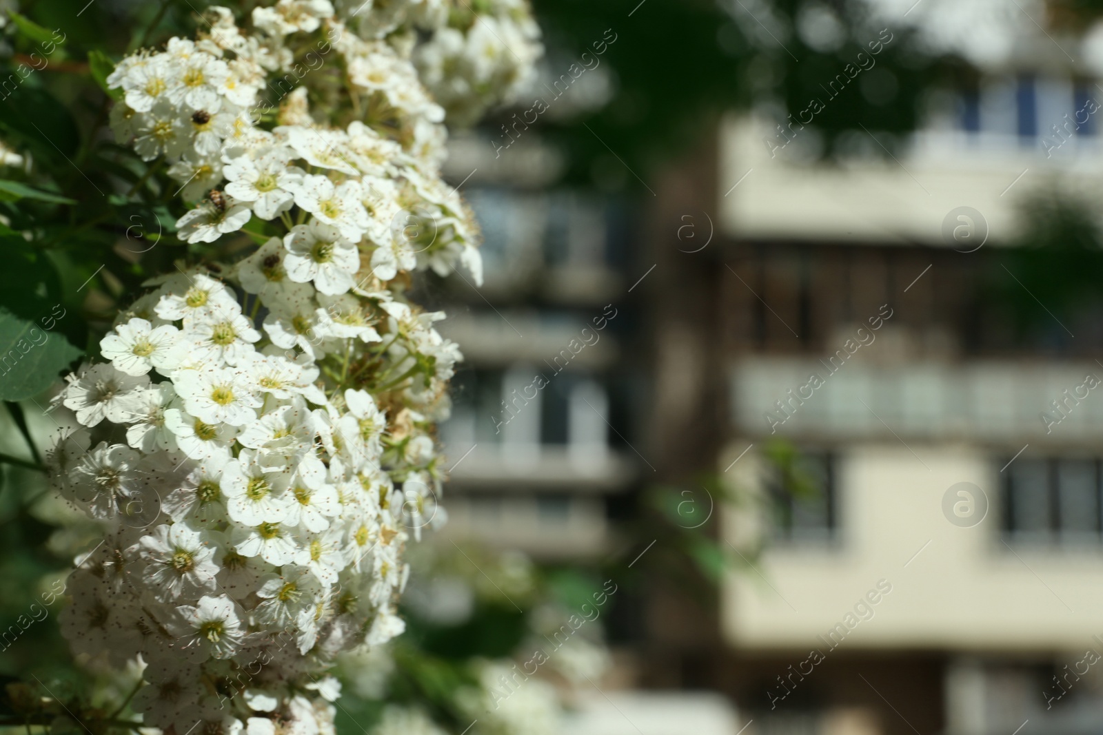 Photo of Beautiful blossoming spiraea bush outdoors, closeup. Space for text