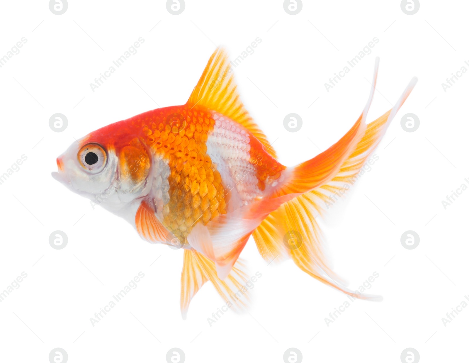 Photo of Beautiful bright small goldfish isolated on white