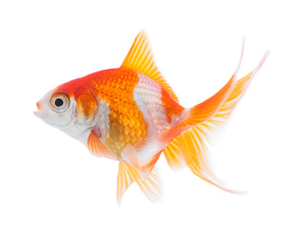 Photo of Beautiful bright small goldfish isolated on white