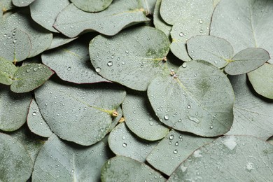 Photo of Fresh green leaves of eucalyptus with water drops as background, closeup