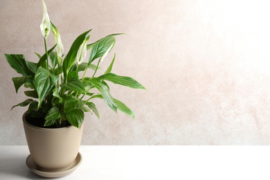 Photo of Pot with peace lily on table against color wall. Space for text