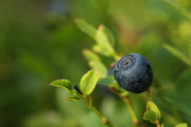 Photo of One bilberry growing in forest, closeup. Space for text