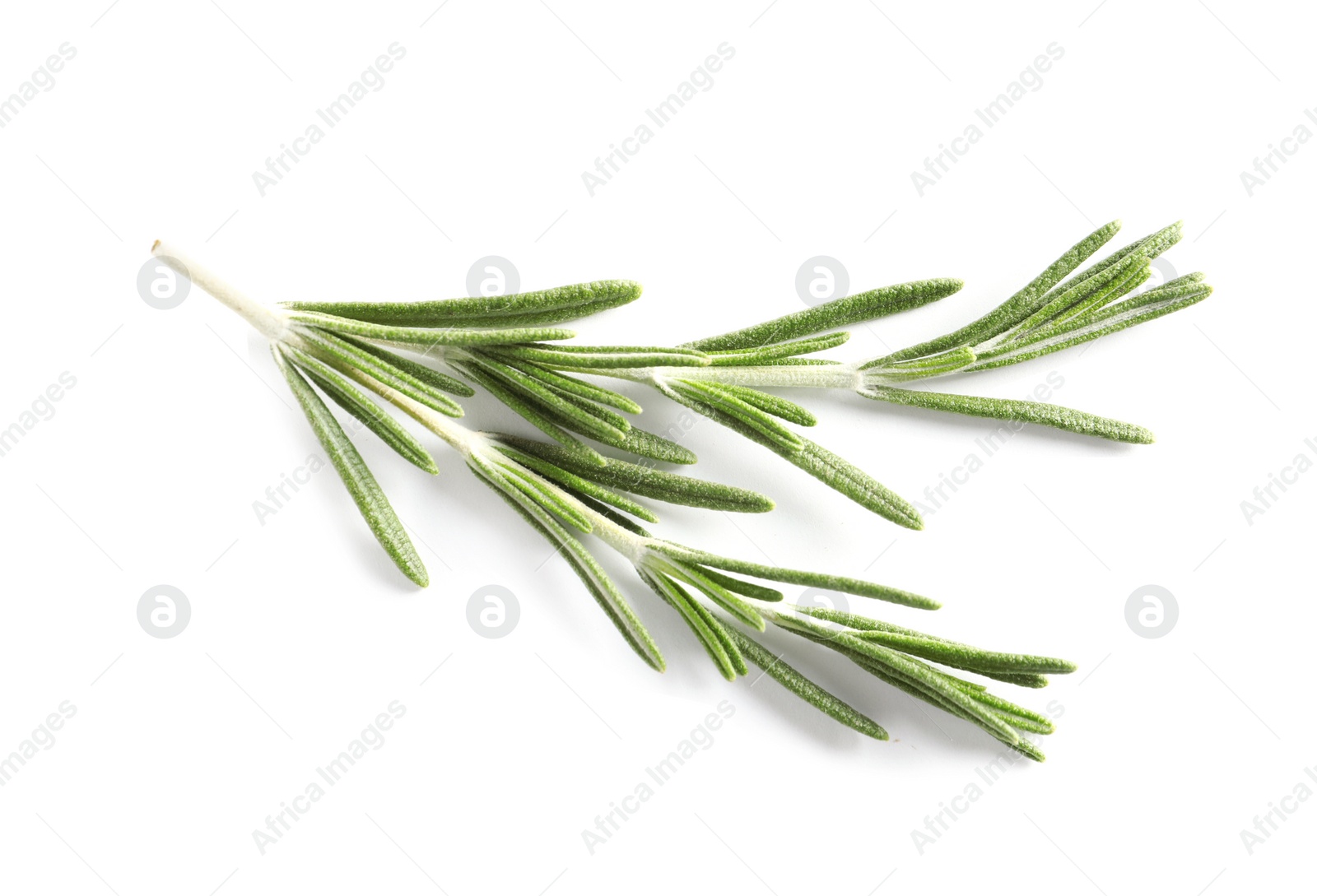 Photo of Fresh rosemary on white background