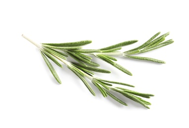 Fresh rosemary on white background