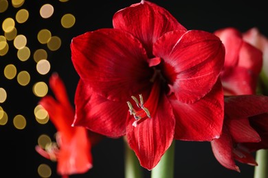 Beautiful red amaryllis flowers on black background, closeup. Bokeh effect