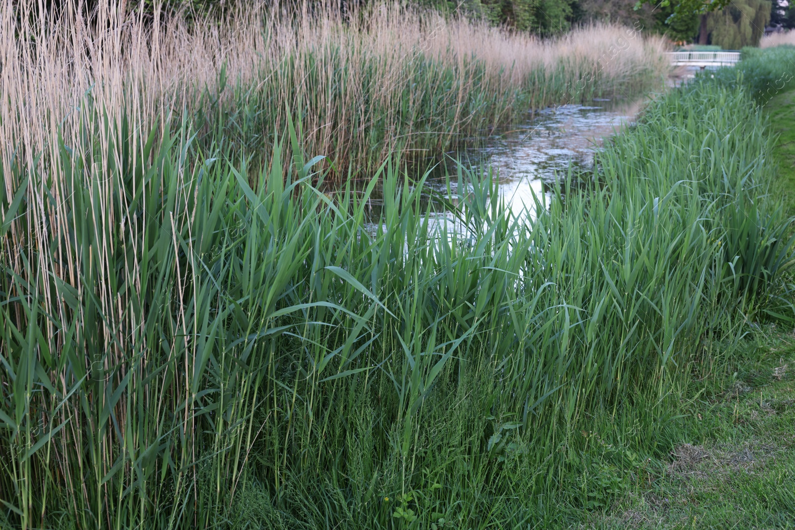 Photo of View of green reeds growing near channel outdoors