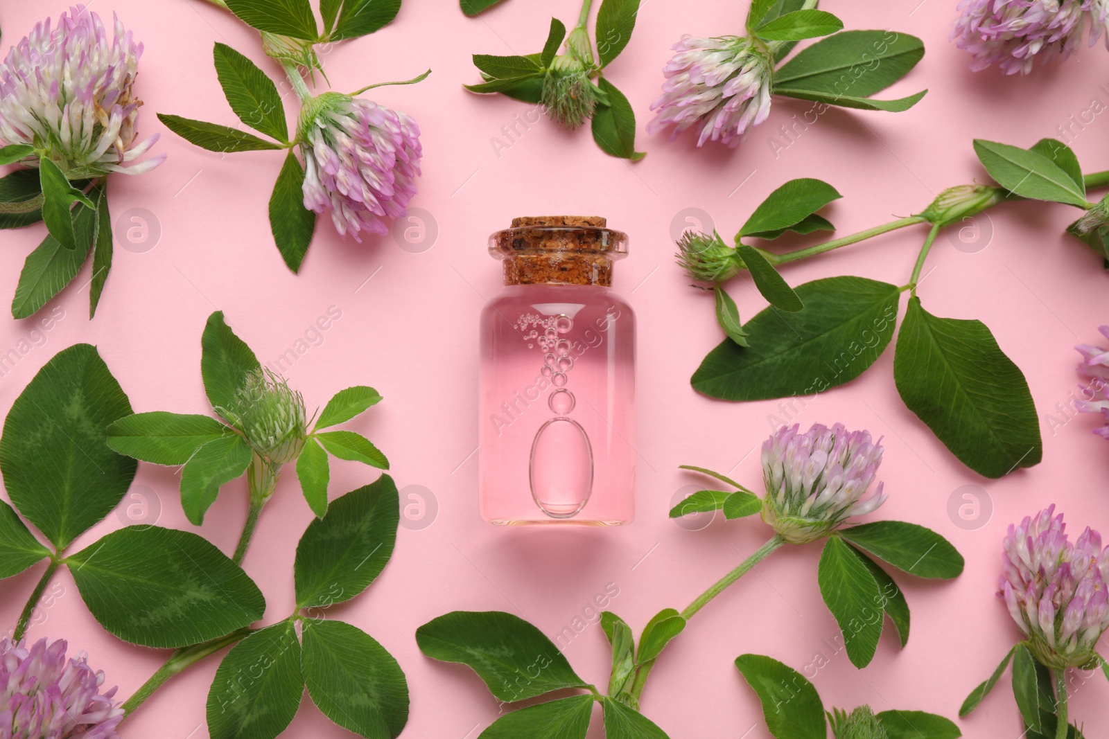 Photo of Beautiful clover flowers and bottle of essential oil on pink background, flat lay