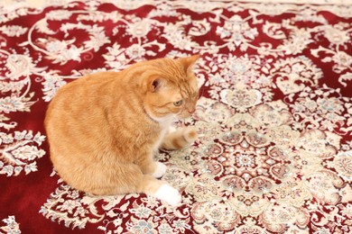 Cute ginger cat sitting on carpet with pattern. Space for text