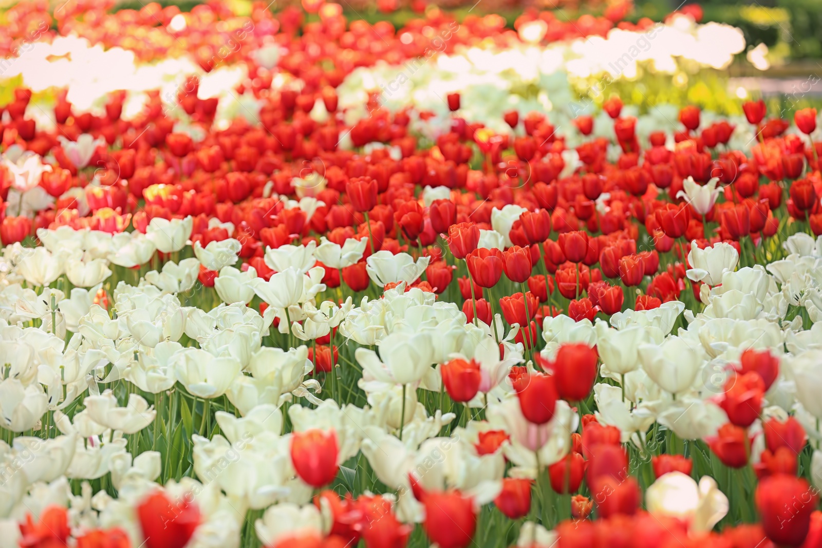 Photo of Blossoming tulips outdoors on sunny spring day