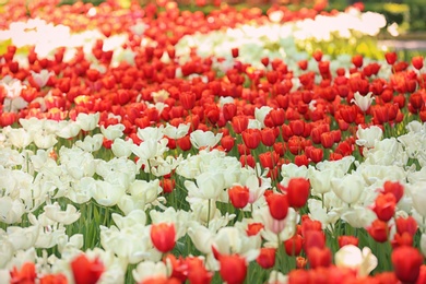 Blossoming tulips outdoors on sunny spring day