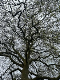 Photo of Beautiful tree growing outdoors, low angle view