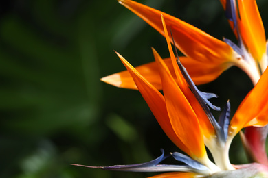 Photo of Bird of Paradise tropical flower on blurred background, closeup. Space for text