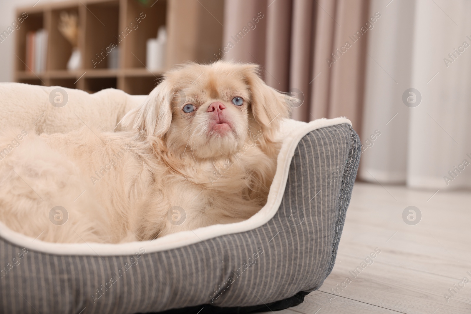 Photo of Cute Pekingese dog on pet bed in room