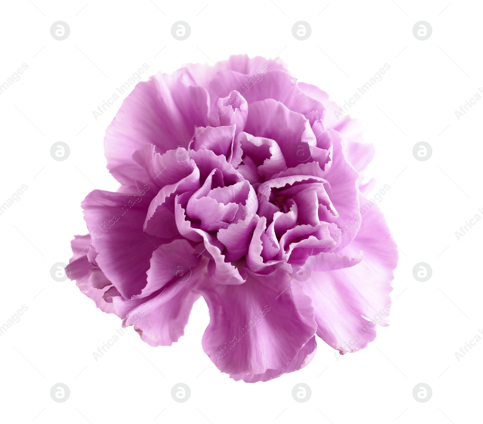 Photo of Beautiful blooming violet carnation on white background