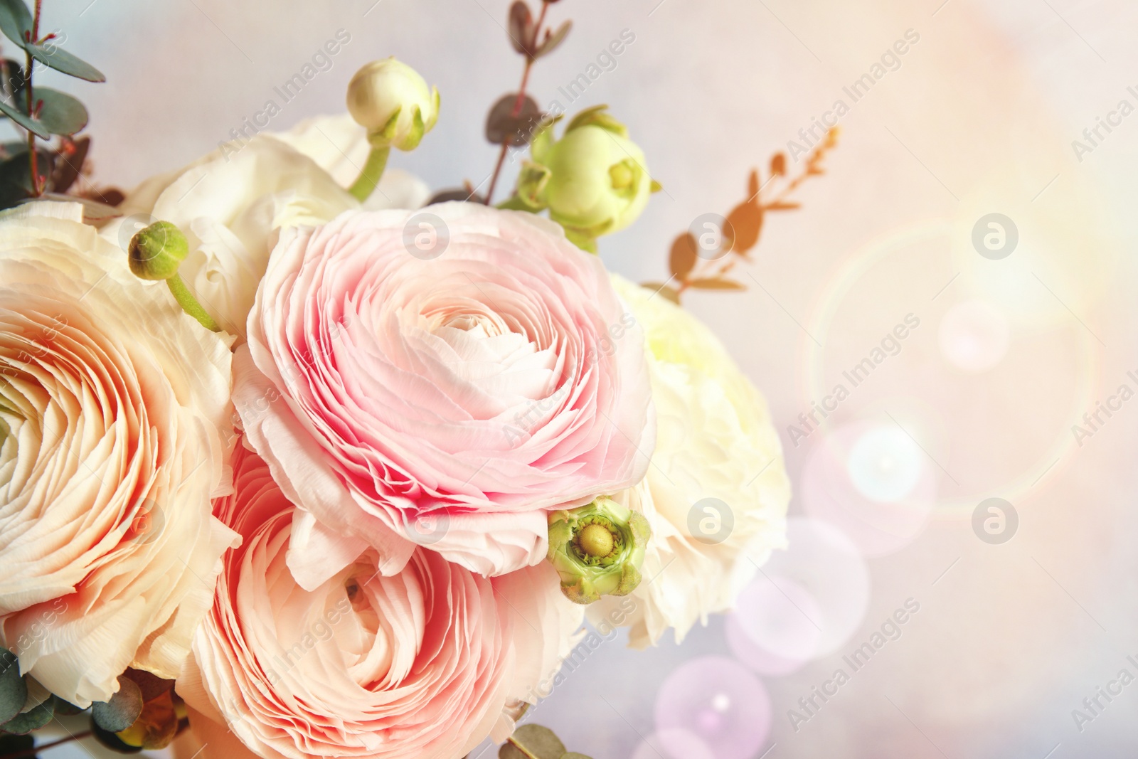 Image of Beautiful spring ranunculus flowers on color background, closeup