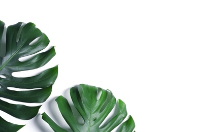Photo of Green fresh monstera leaves on white background, top view. Tropical plant