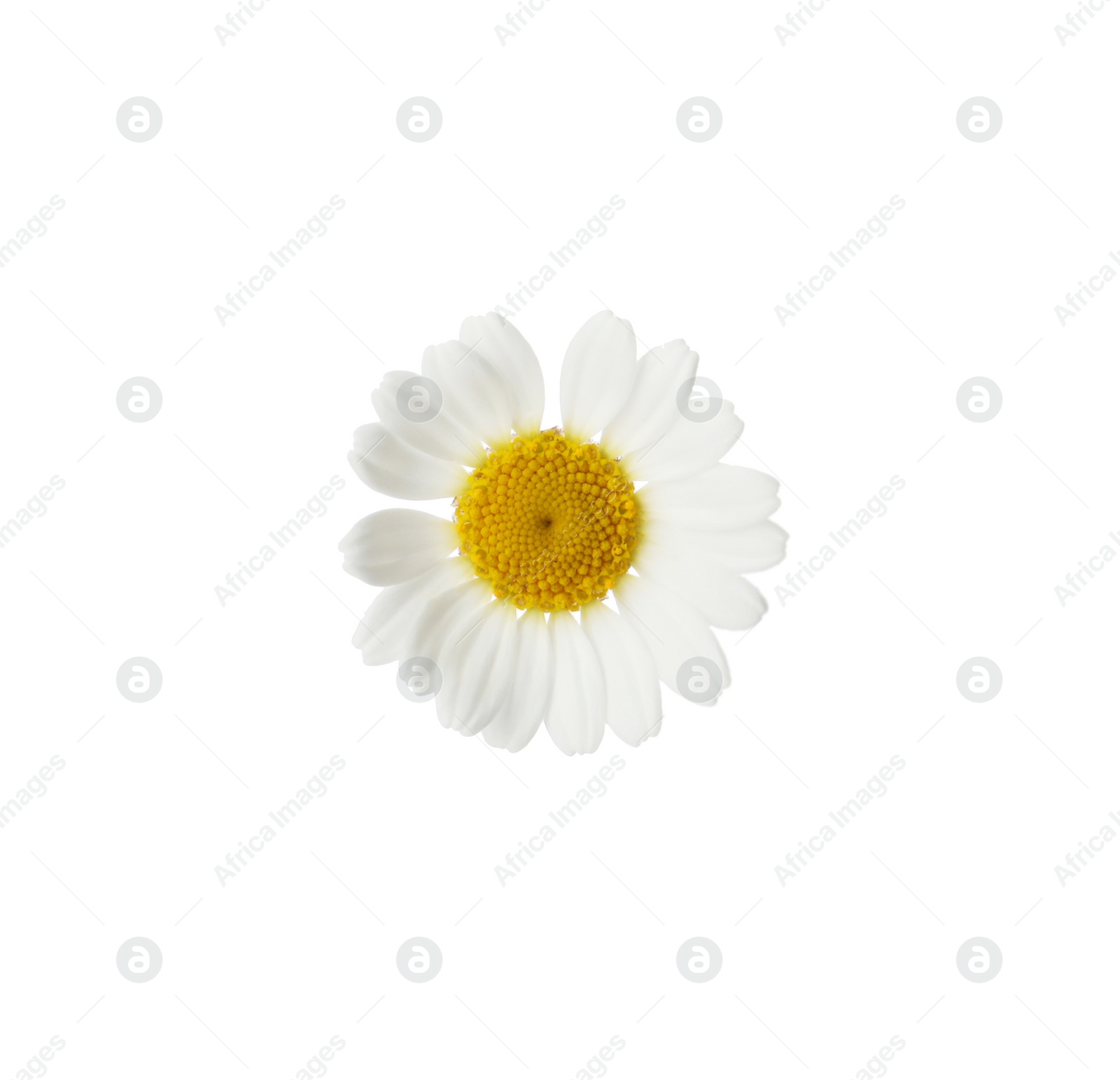 Photo of One beautiful chamomile flower on white background