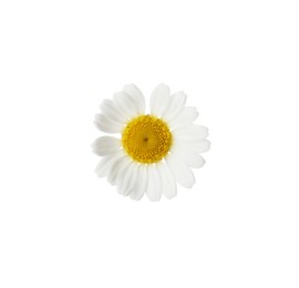Photo of One beautiful chamomile flower on white background