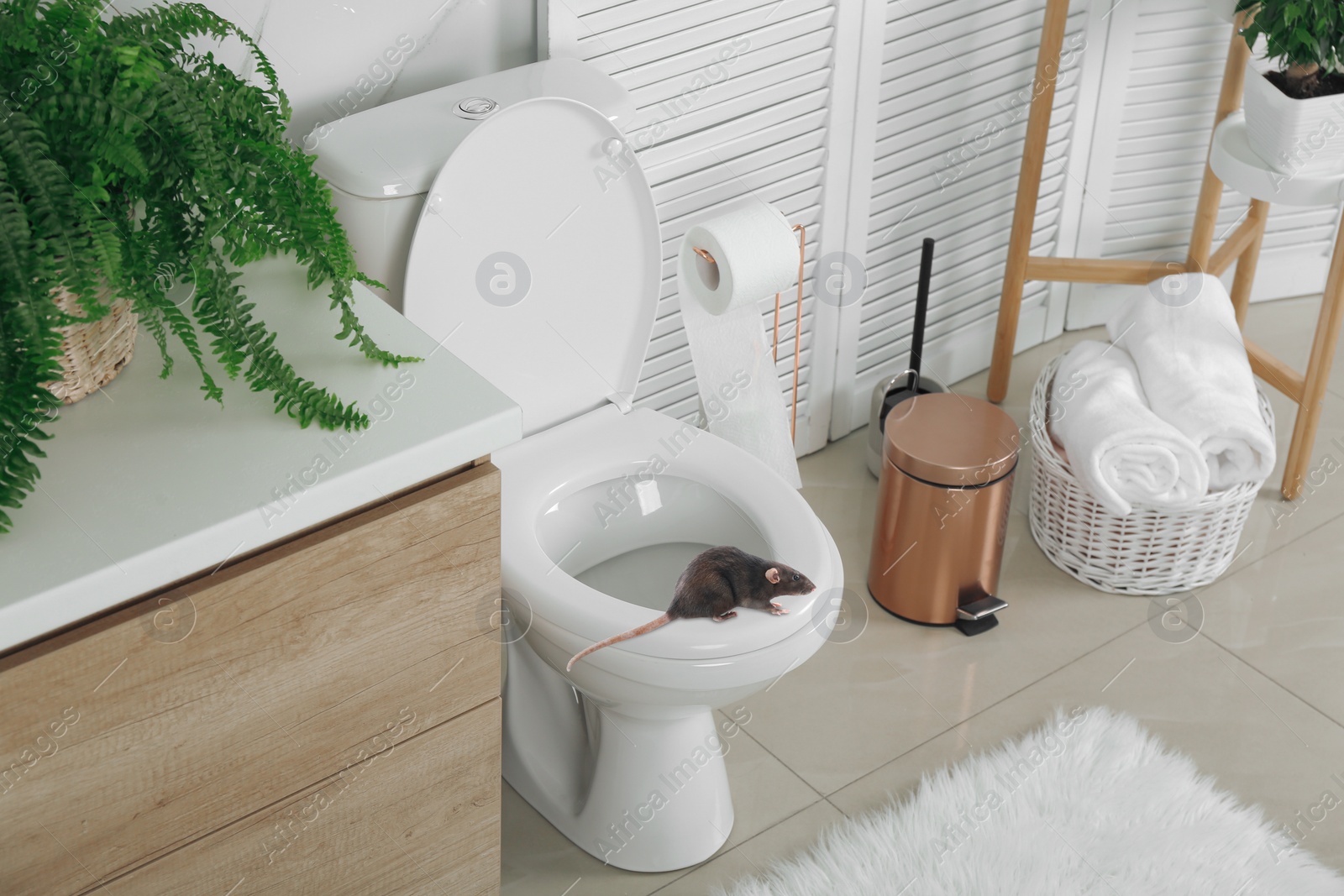 Image of Rat on toilet bowl in light bathroom