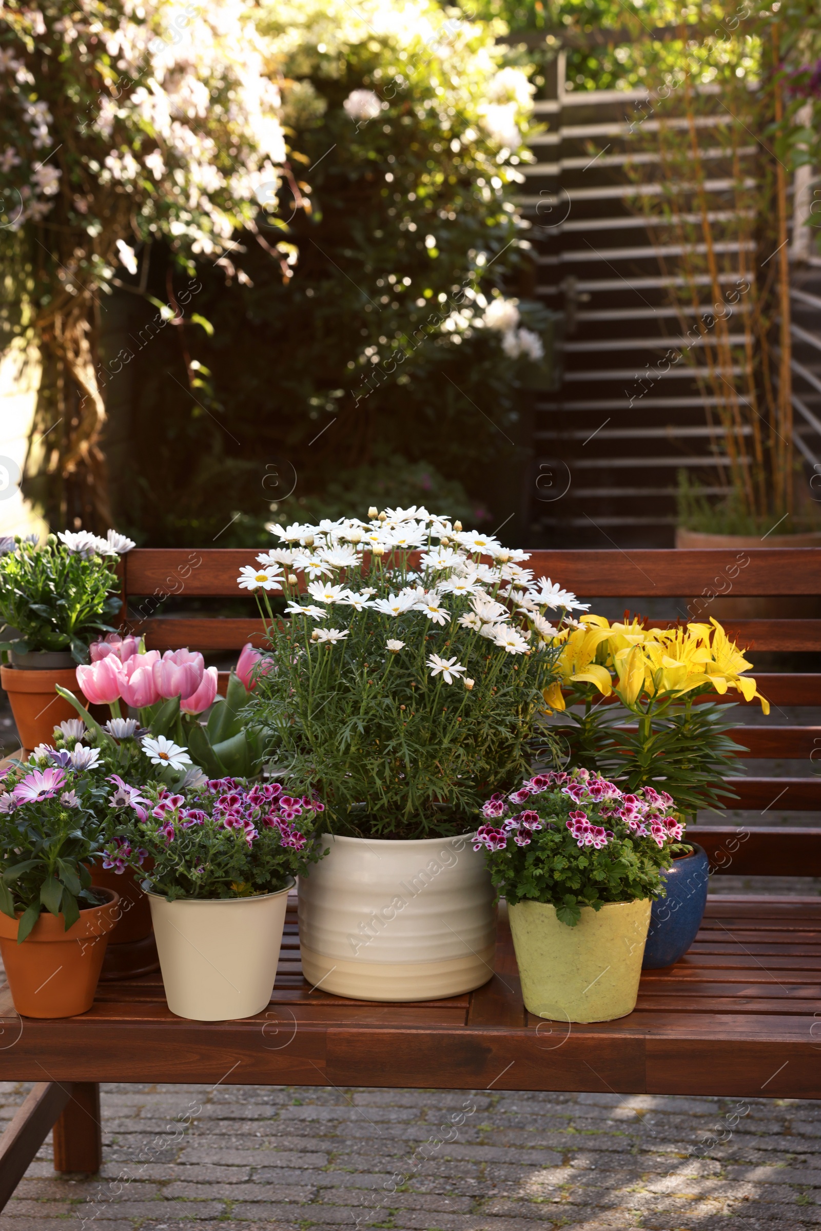 Photo of Many different beautiful blooming plants in flowerpots on wooden bench outdoors