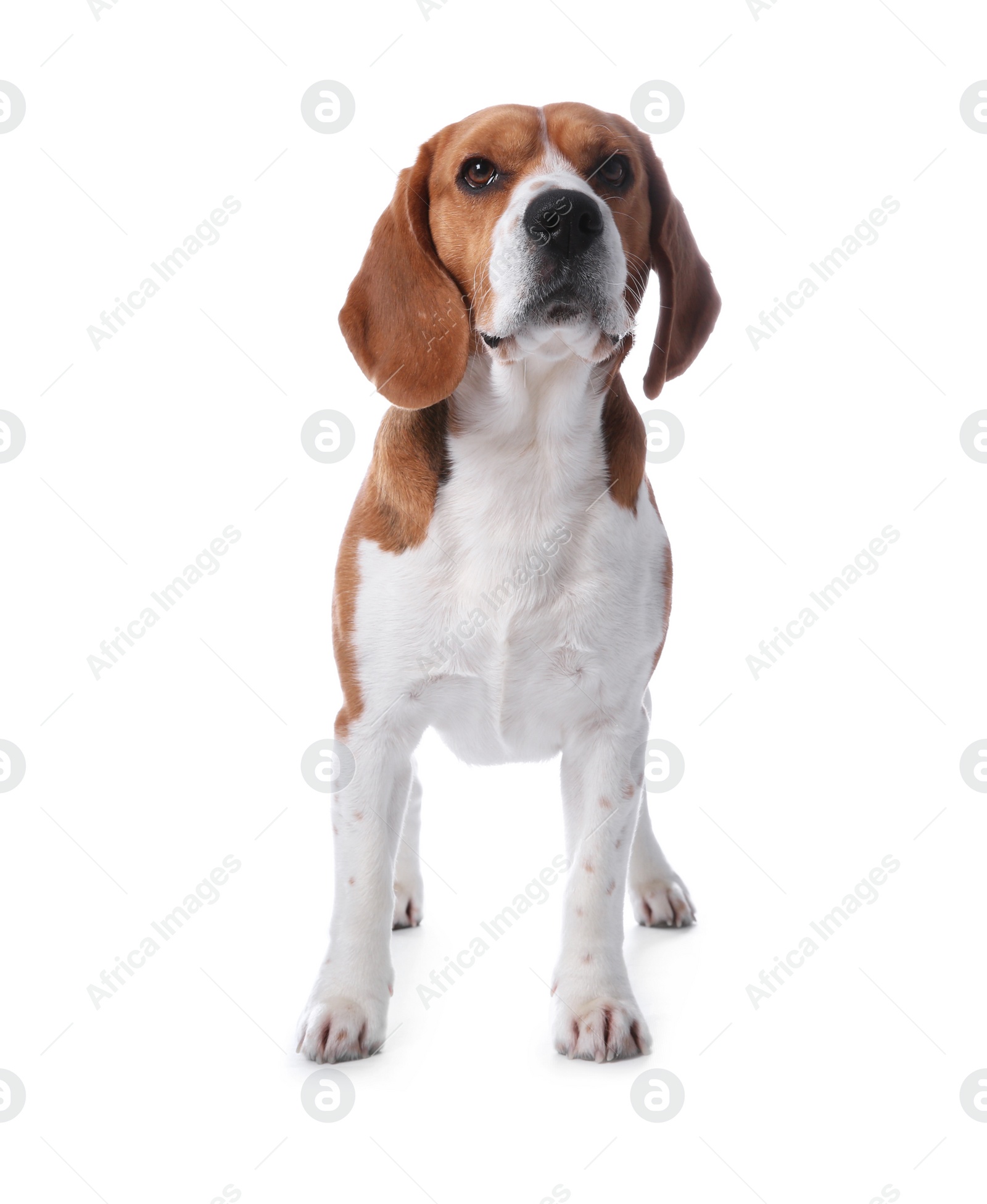 Photo of Beautiful beagle dog on white background. Adorable pet