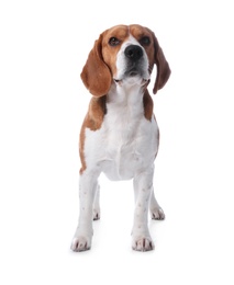 Photo of Beautiful beagle dog on white background. Adorable pet