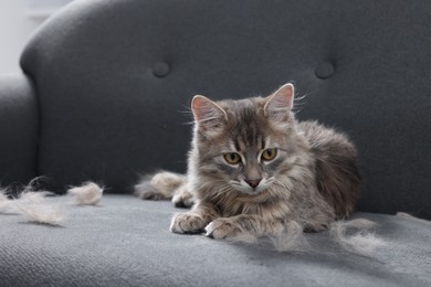 Photo of Cute cat and pet hair on grey sofa indoors