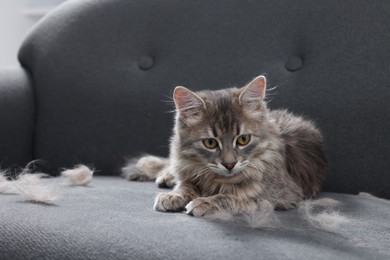 Cute cat and pet hair on grey sofa indoors