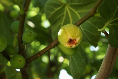 Photo of Unripe figs growing on tree in garden, closeup. Space for text