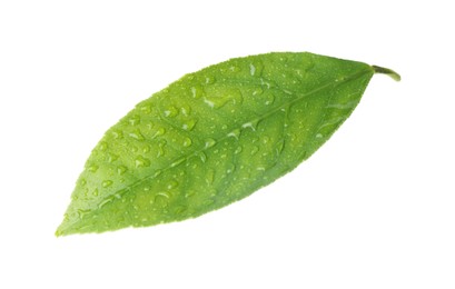 Fresh green citrus leaf with water drops isolated on white