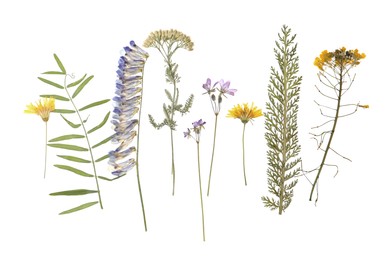 Photo of Wild dried meadow flowers on white background, top view