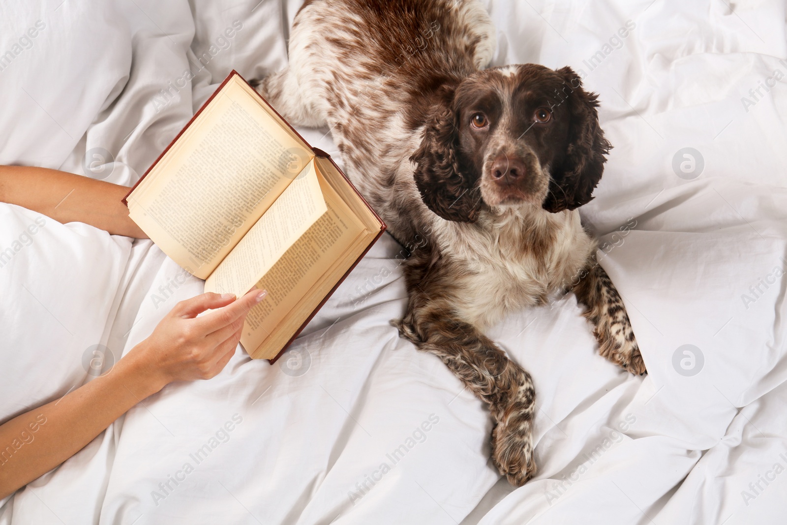 Photo of Adorable Russian Spaniel with owner in bed, closeup view