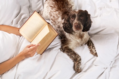 Photo of Adorable Russian Spaniel with owner in bed, closeup view