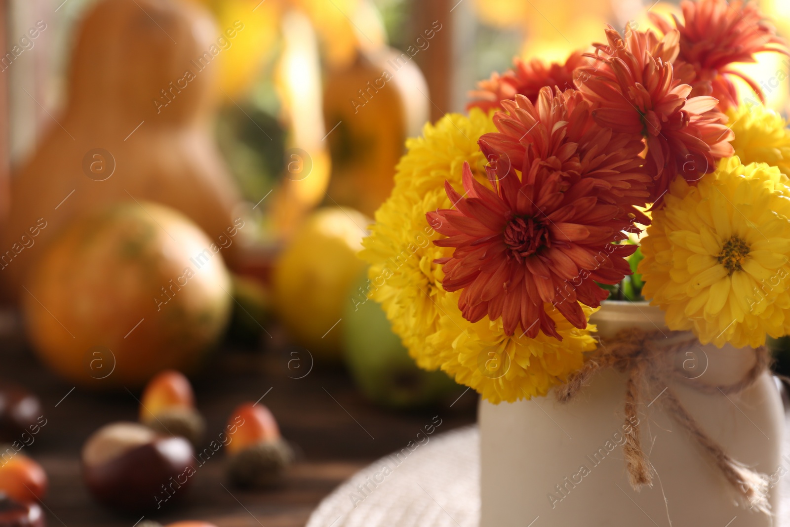 Photo of Beautiful colorful chrysanthemum flowers on wooden table, closeup. Space for text