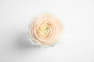 Beautiful ranunculus flower on white background, top view