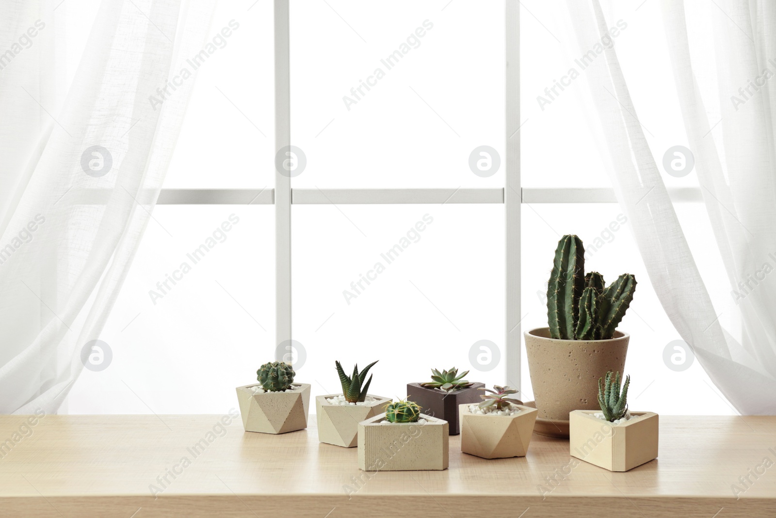 Photo of Different plants in pots on window sill, space for text. Home decor