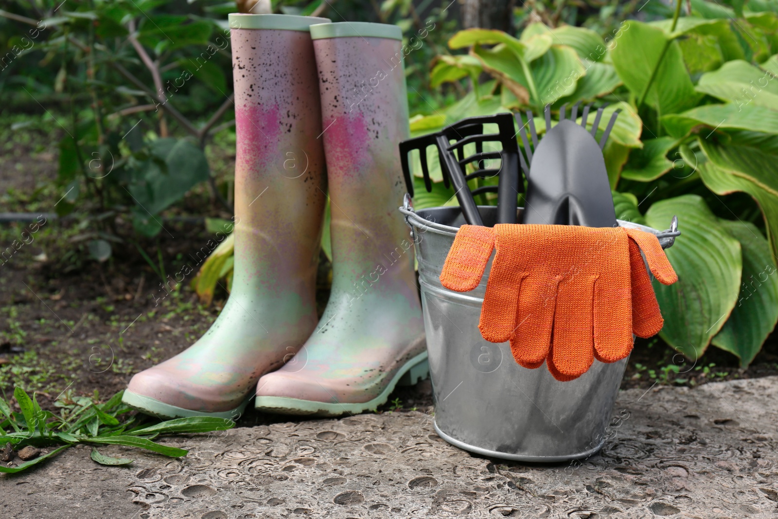 Photo of Metal bucket with gloves, gardening tools and rubber boots near plants outdoors