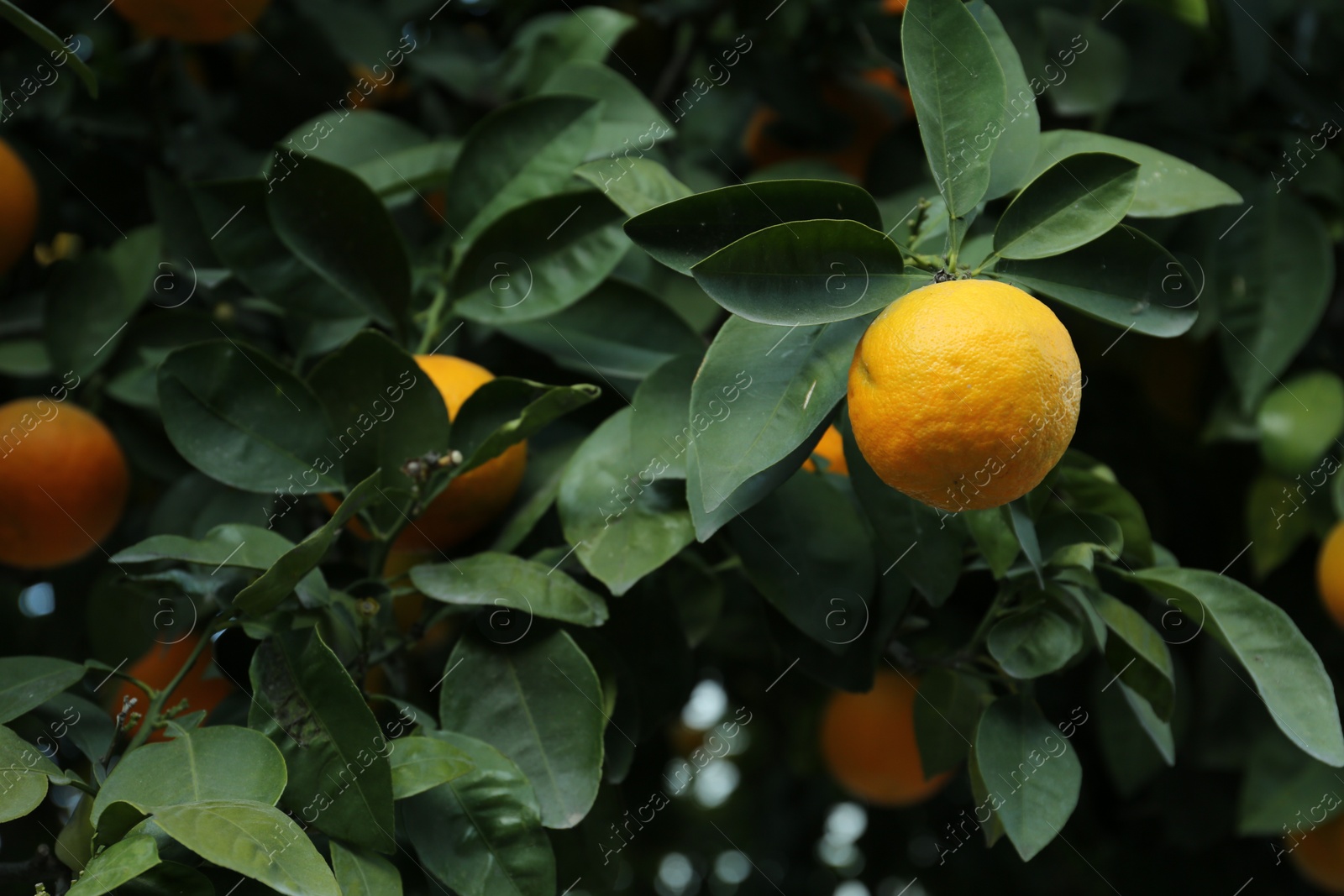 Photo of Fresh ripe oranges growing on green tree