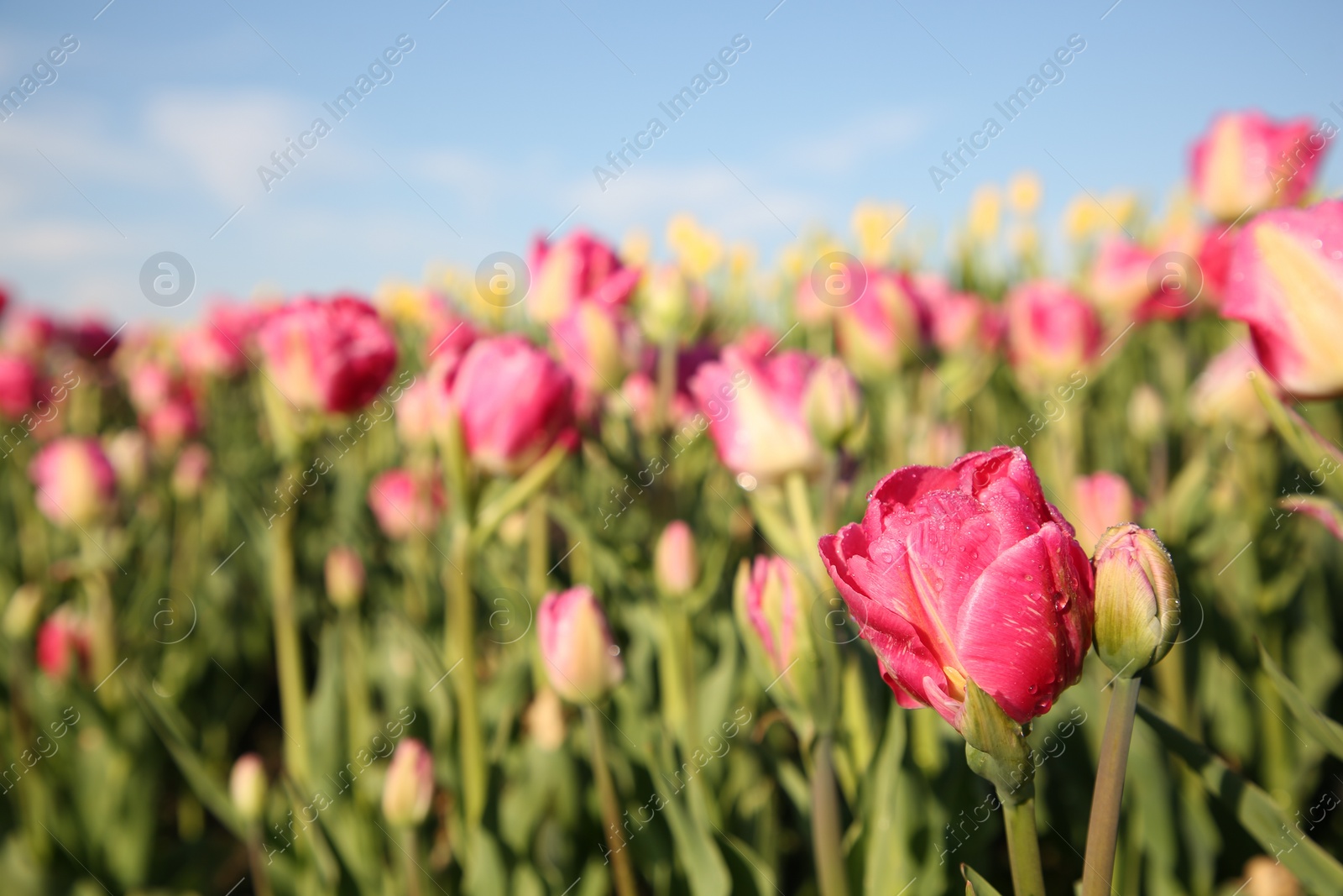 Photo of Beautiful pink tulip flowers growing in field on sunny day, closeup