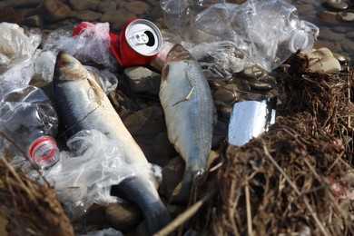 Dead fishes among trash near river. Environmental pollution concept