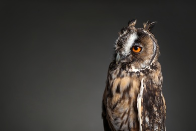 Photo of Beautiful eagle owl on grey background. Space for text