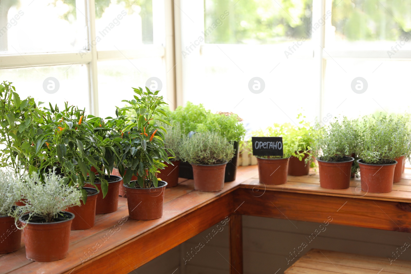 Photo of Fresh potted home plants on wooden window sill indoors, space for text