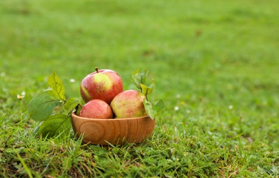 Dishware full of ripe apples on green grass. Space for text